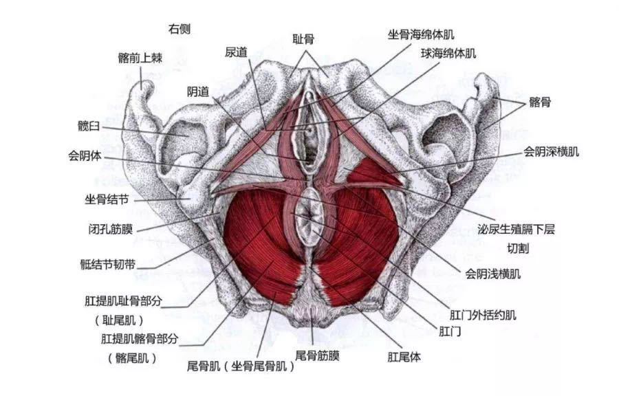 产后要不要评估盆底肌,产后有必要做盆底肌评估么
