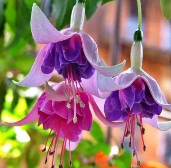 天一热，倒吊*钟金**就蔫了？记住“4个”小细节，恢复精神气，管用