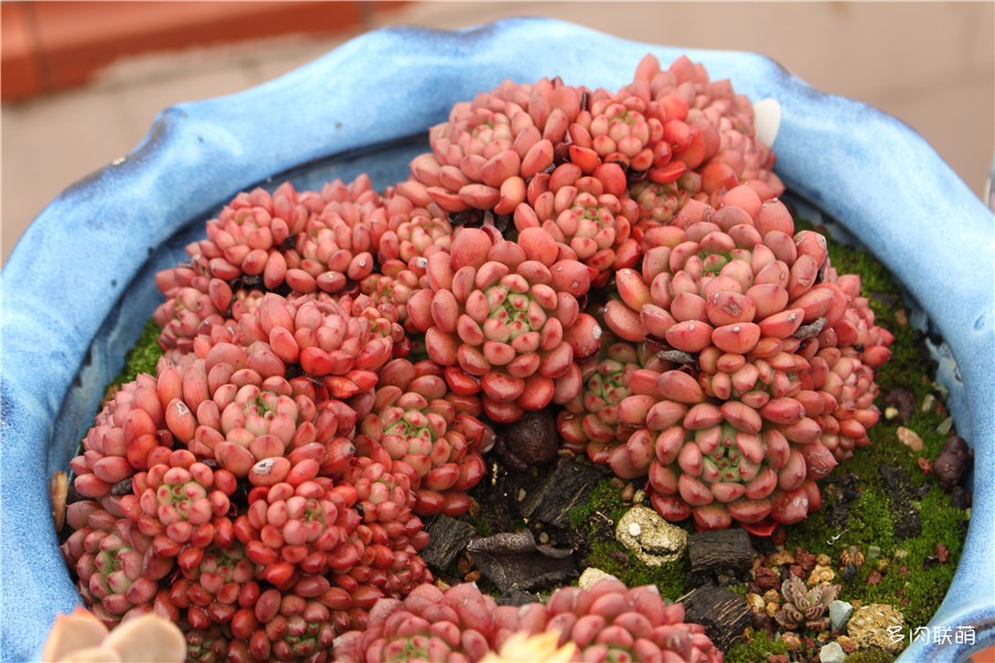 多肉青苔铺面,多肉各种铺面