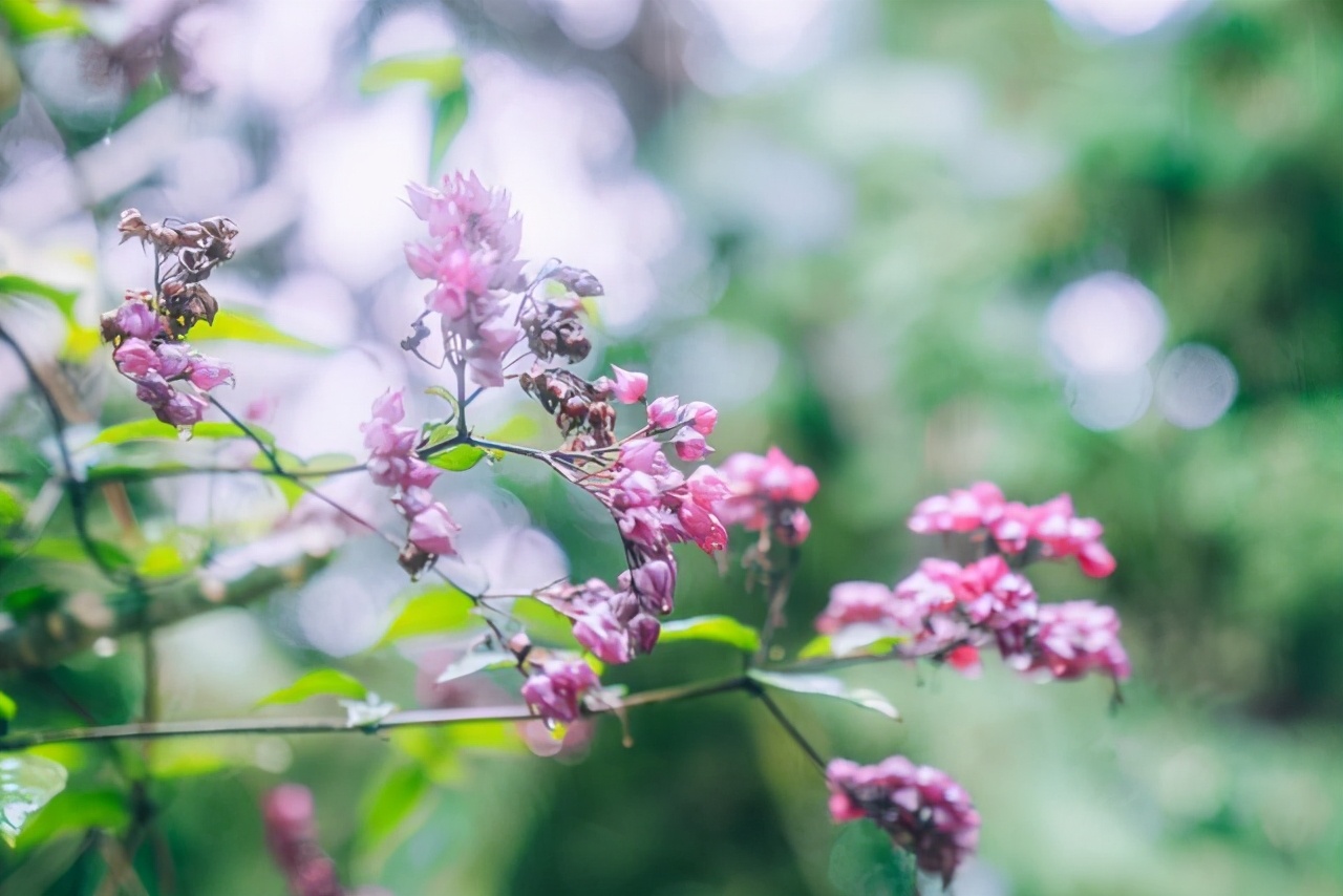 西双版纳曼听公园御花园,曼听公园西双版纳网红景点