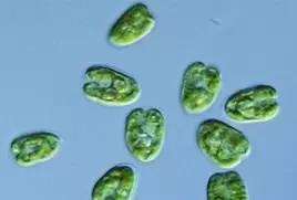 水产养殖业藻类的生命周期,水产养殖常见藻类植物