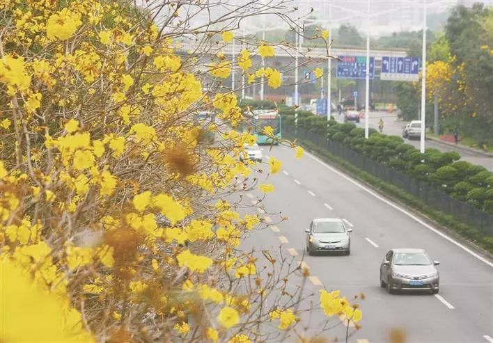 深圳南山、福田有多强？一个是人均GDP超5万美金，一个是撑起深圳两成GDP产出