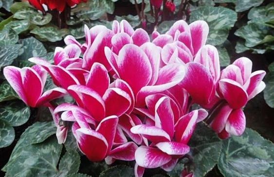 养仙客来需要的温度,仙客来开花后的正确养殖方法