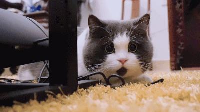 我跟中产的唯一联系，可能是养猫