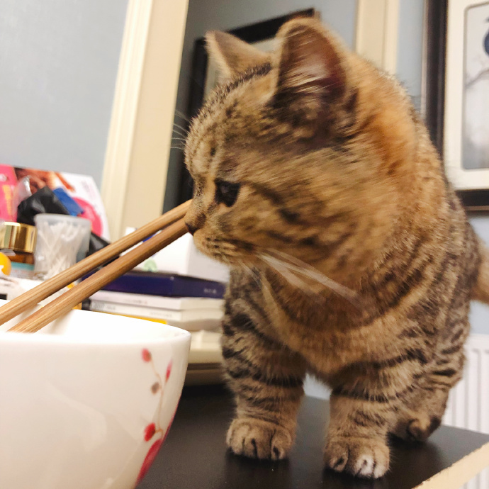 田园猫常见的8个品种,田园猫最厉害的是什么猫