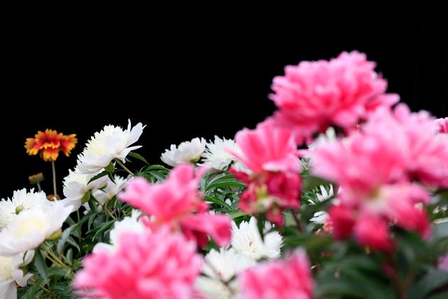 有人问我，5D4值得购买吗，你怎么回答？