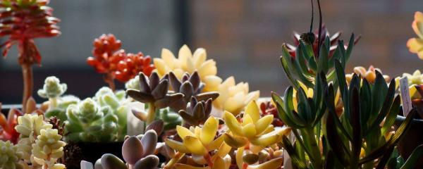 多肉植物大棚养殖,多肉植物养殖温度