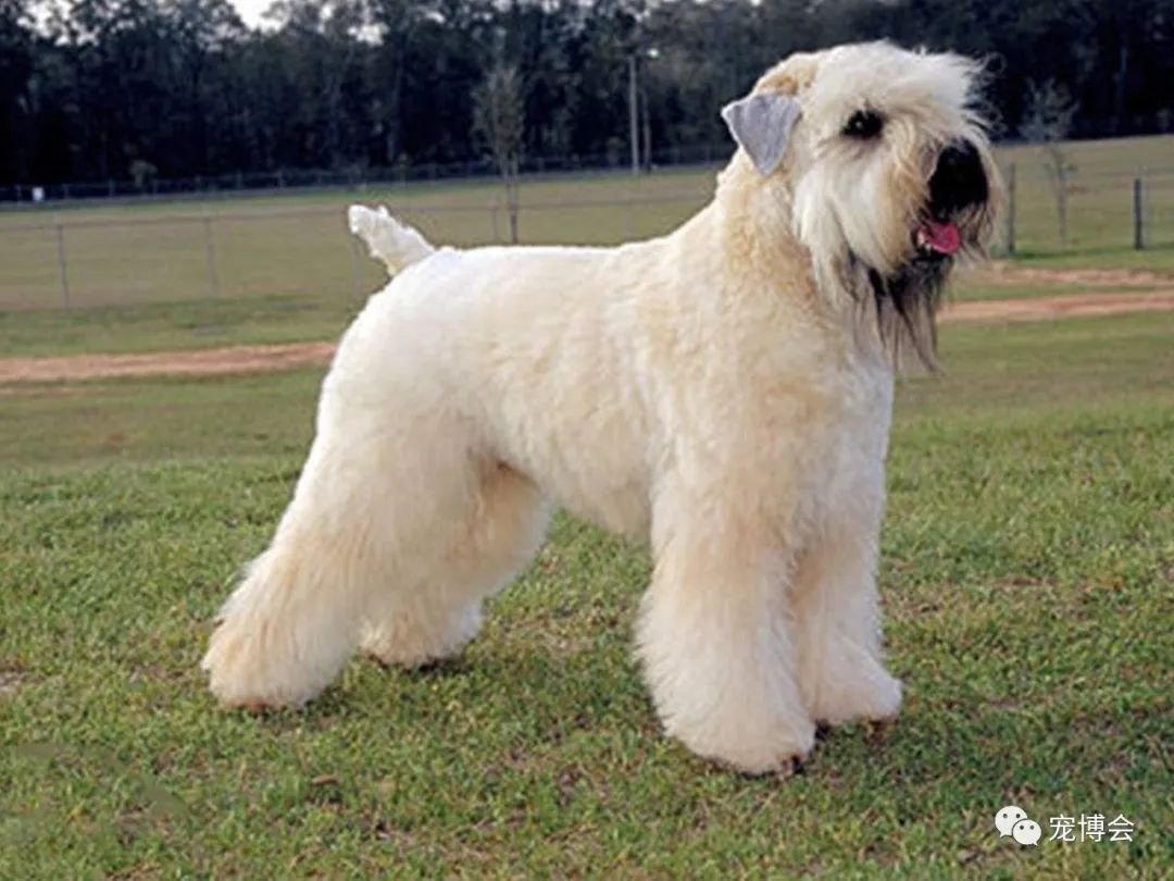 盘点狗狗被吓了一大跳,盘点被吓坏的狗狗