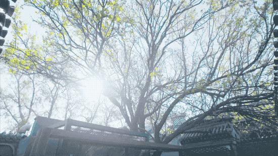 北京姑娘在西藏开民宿,北京姑娘在云南开民宿