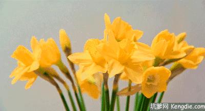 真正的中国十大名花,中国十大名花超漂亮