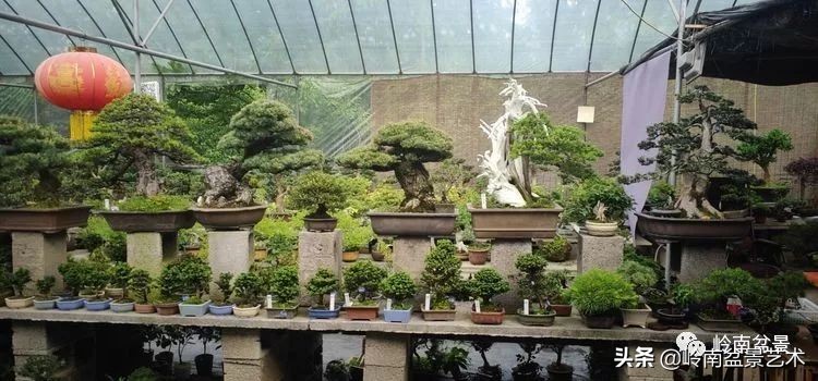 盆景产业的前景,我的盆景创业之路