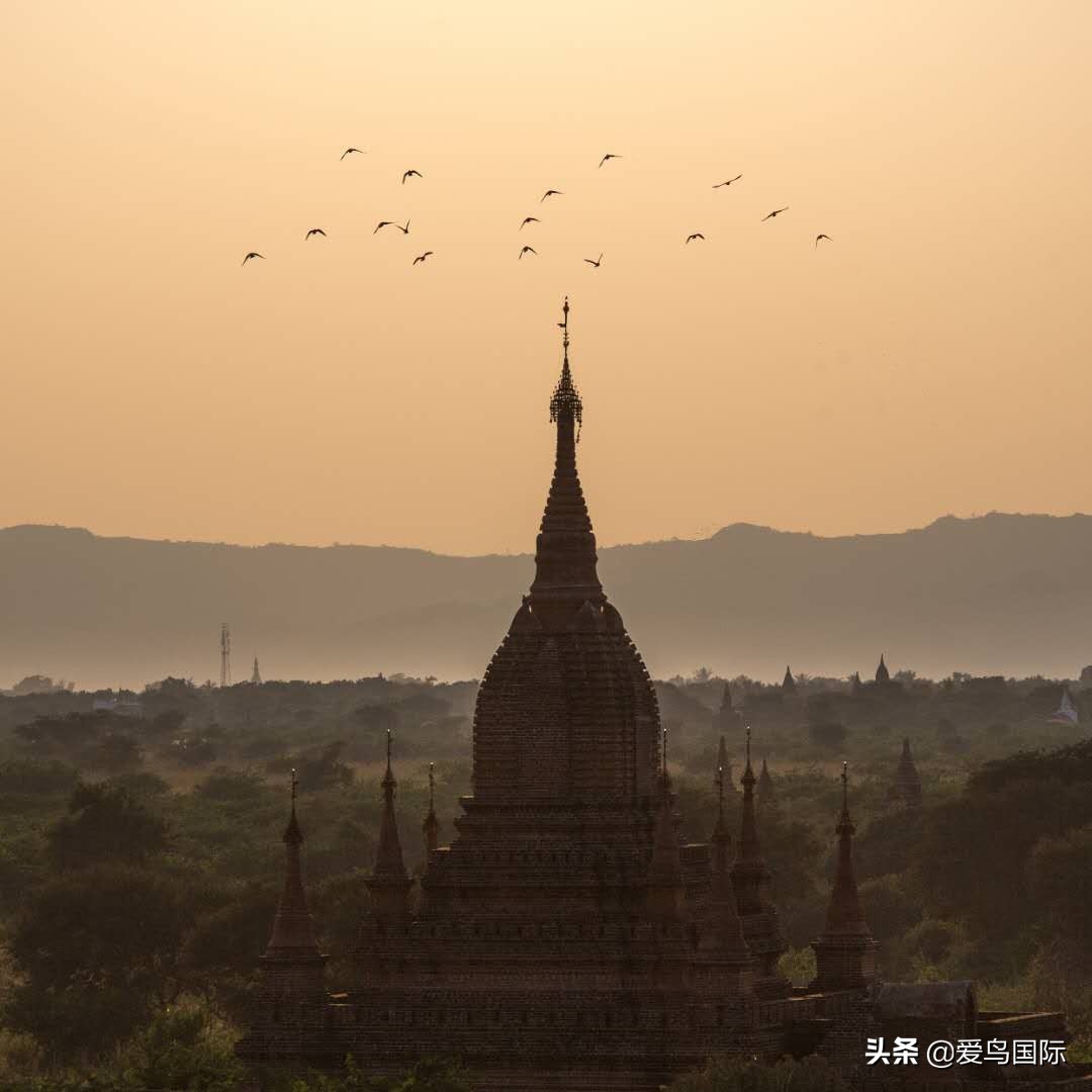2020观鸟,观鸟大年影片