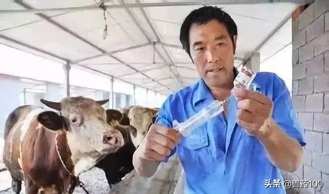 给牛打针的准确手法,给牛打针最好的方法