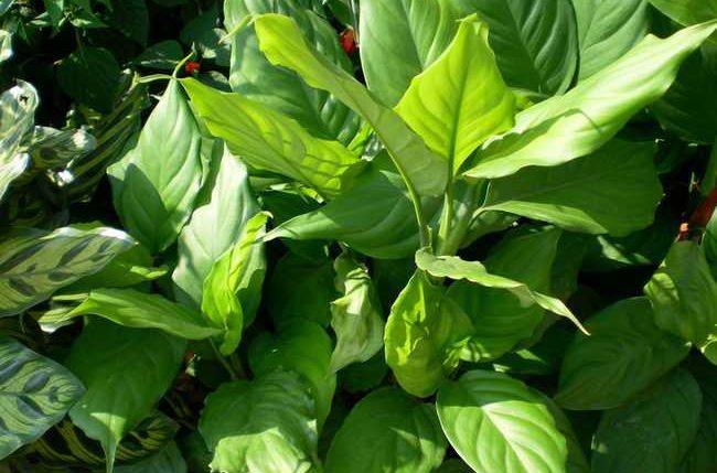 万年青如何养护,万年青植物的养护方法