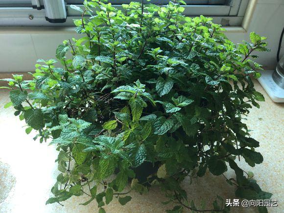 室内养几盆薄荷对人体有好处吗,薄荷在室内怎样养的漂亮