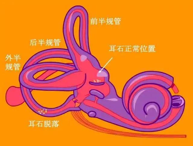 宝宝耳朵不校正有什么影响,孩子耳朵缺陷怎么教育
