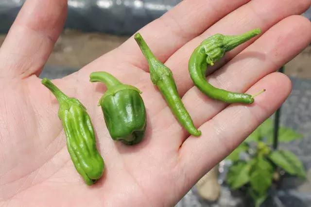 日本人喜欢辣椒吗 (日本人对辣椒的热爱)