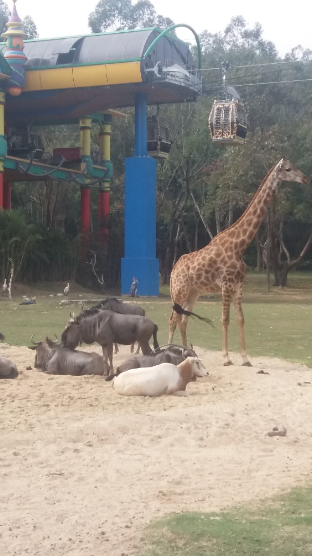 广州长隆野生动物世界二日游,广州长隆野生动物世界步行游览区