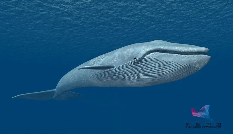 鲸落到底有多凄美,鲸落南北鲨掉东西的段子