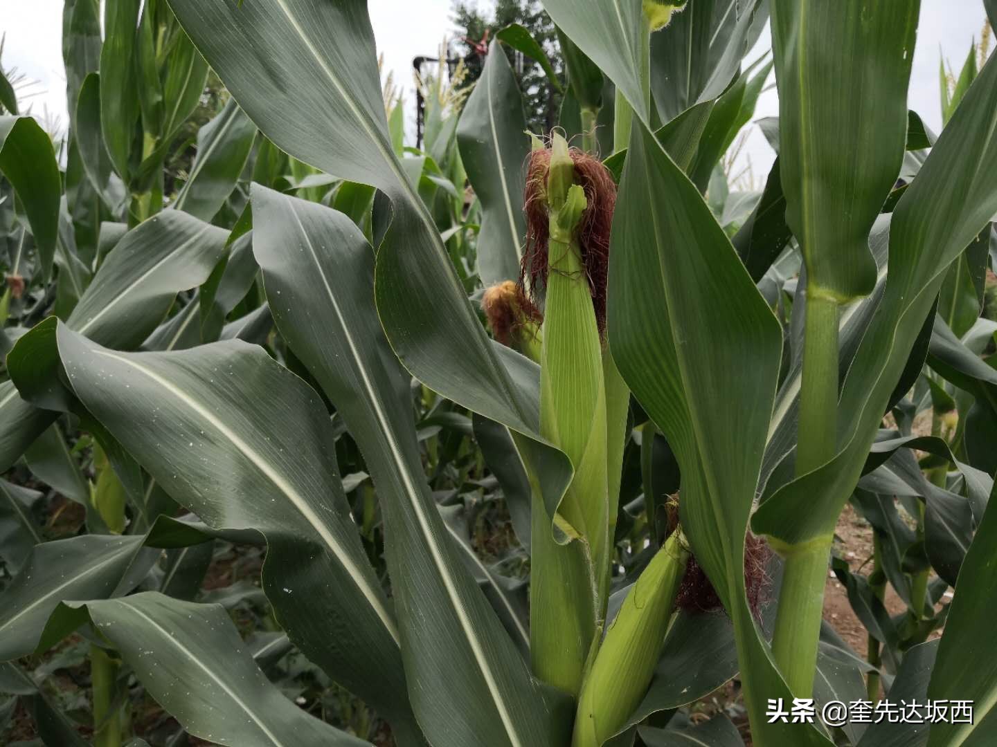 新农村科技兴农,新农人励志诗句