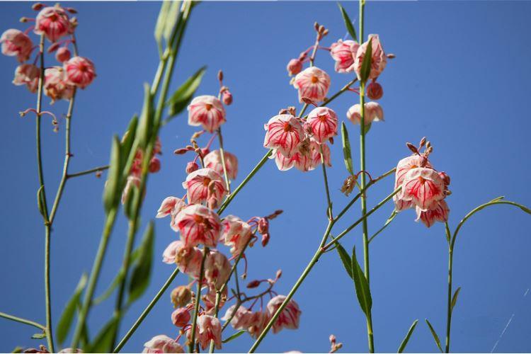 会拉丝的蜂蜜是好的吗,会拉丝的蜂蜜