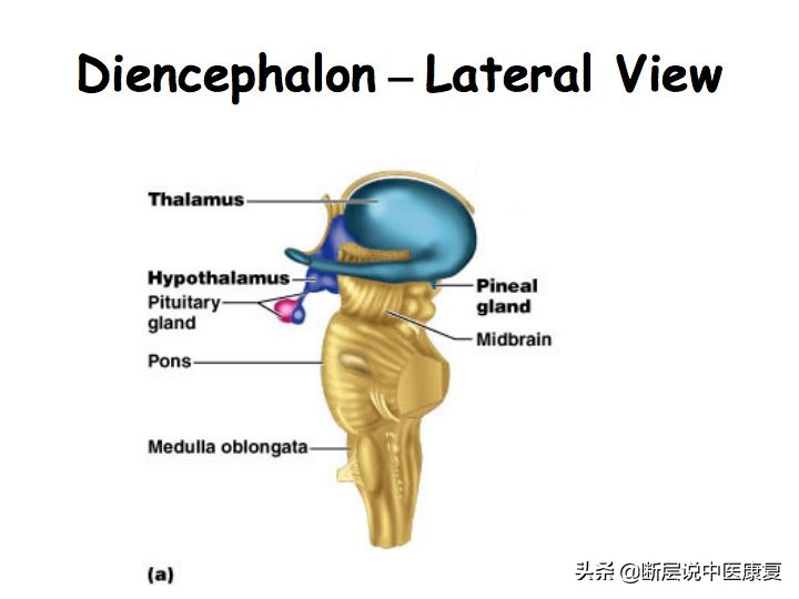中枢神经系统断层解剖讲解,中枢神经3d解剖动画