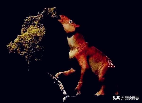 神农架发现狼头驴,中国原始森林神农架驴头狼研究