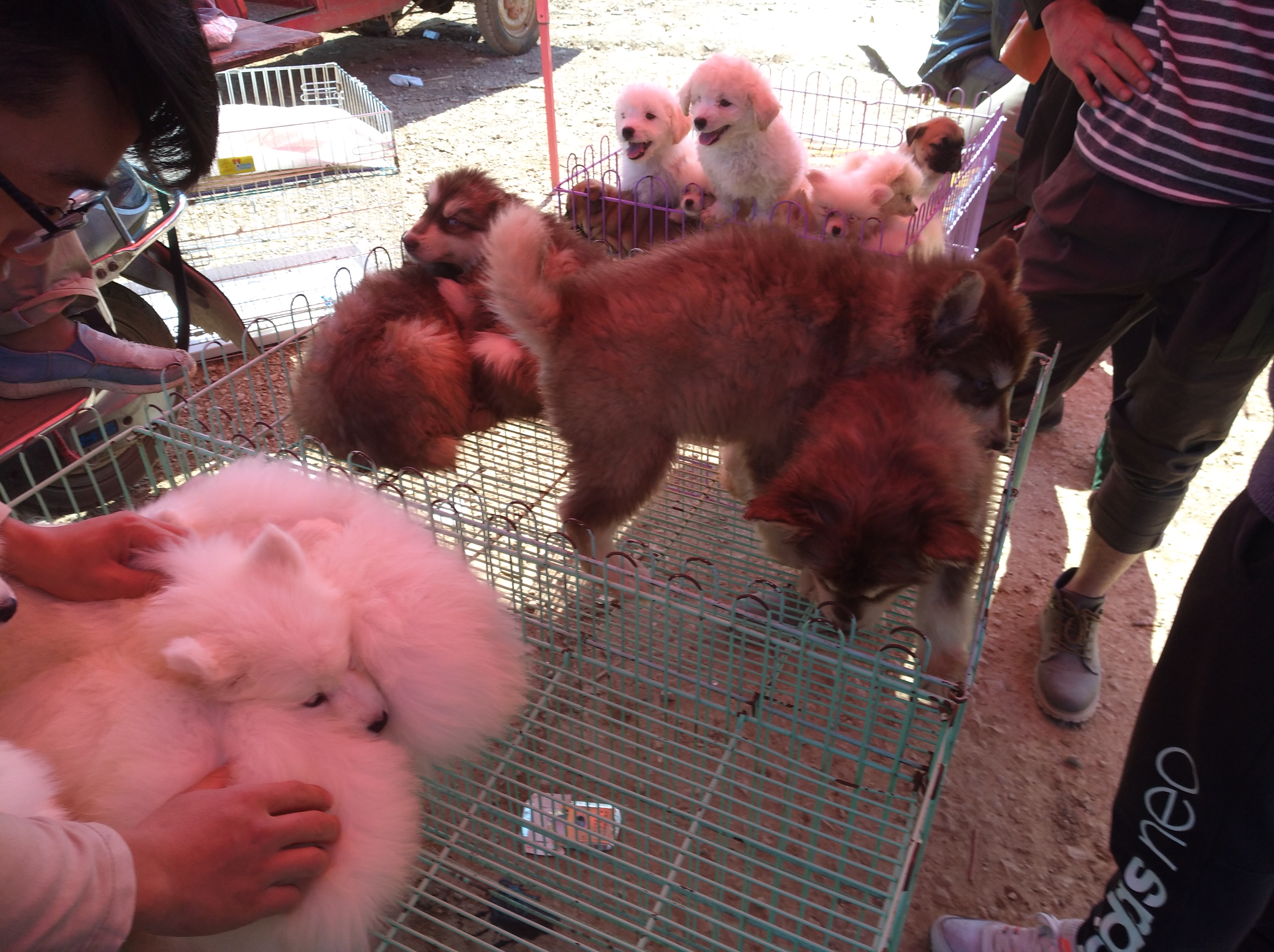 狗市买萨摩耶5元一只,狗市上一只萨摩耶一般多少钱