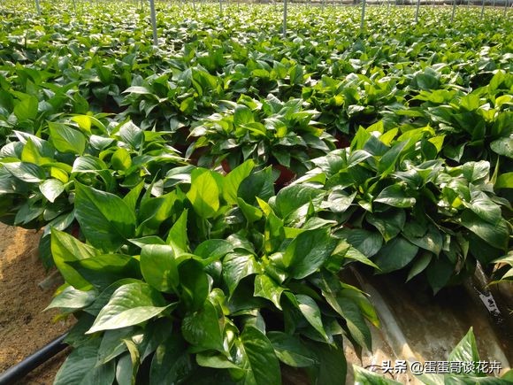 冬天绿萝换盆换土的正确方法,冬天绿萝怎样换盆视频