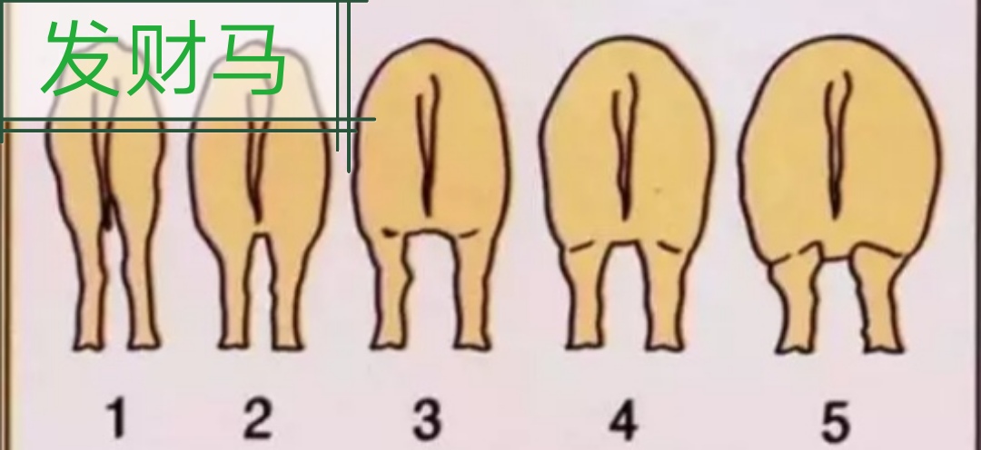 提高母猪产仔数的技巧有什么,如何提高母猪养猪场效益