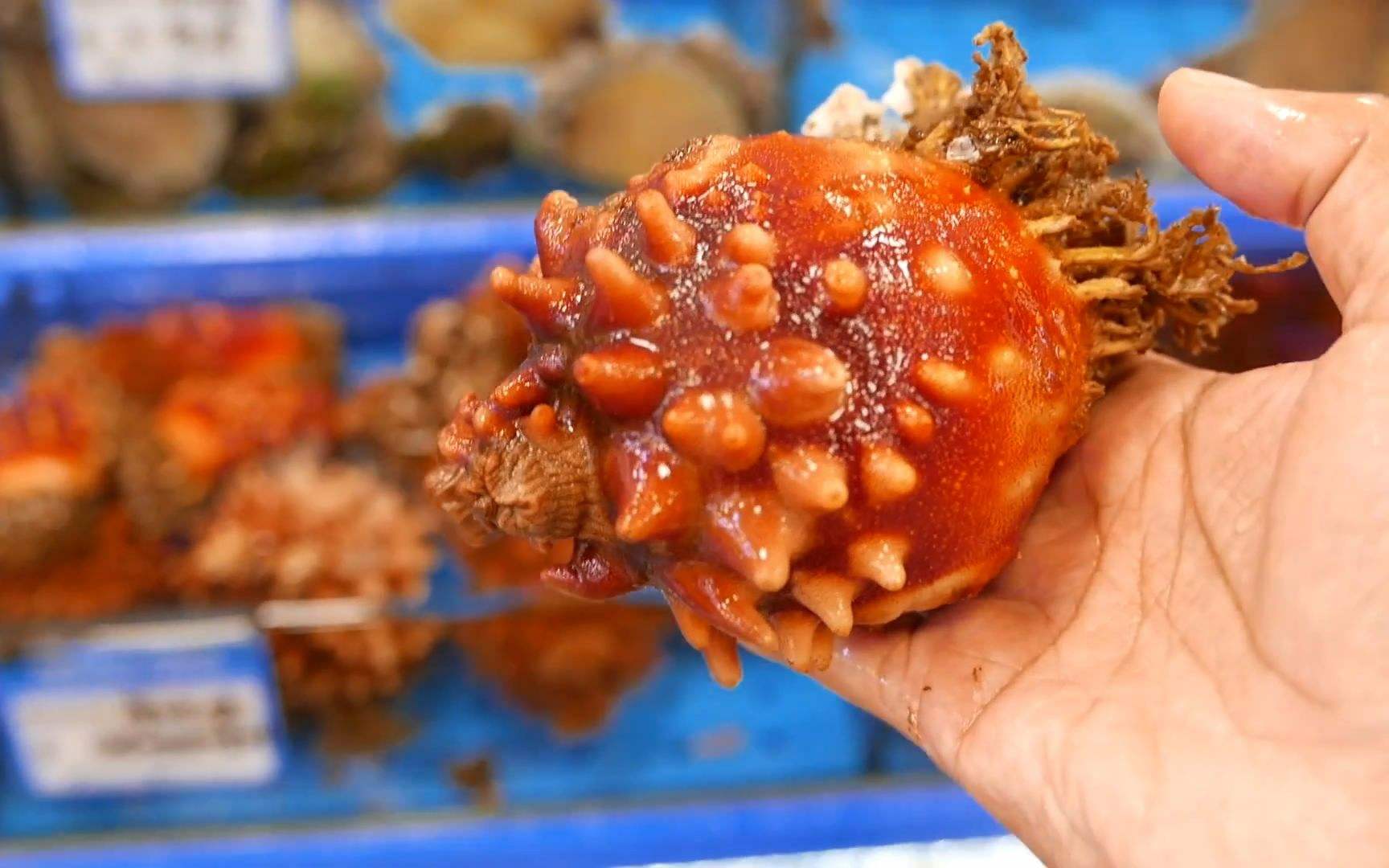 韩国人吃爆辣海鲜生吃八爪鱼,这种海鲜很美味为什么却无人问津