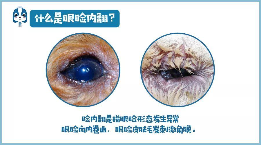 铲屎官请注意什么,铲屎官睫毛