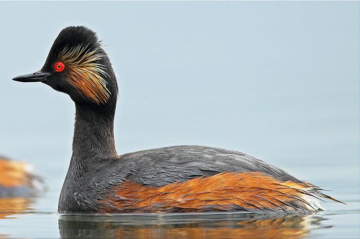 东江揽胜,惠州淡水常见鸟类图谱