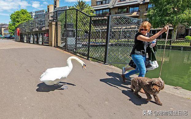 当“村霸鹅”前往英国，会不会有另一副景象？鹅：现在请叫我国霸
