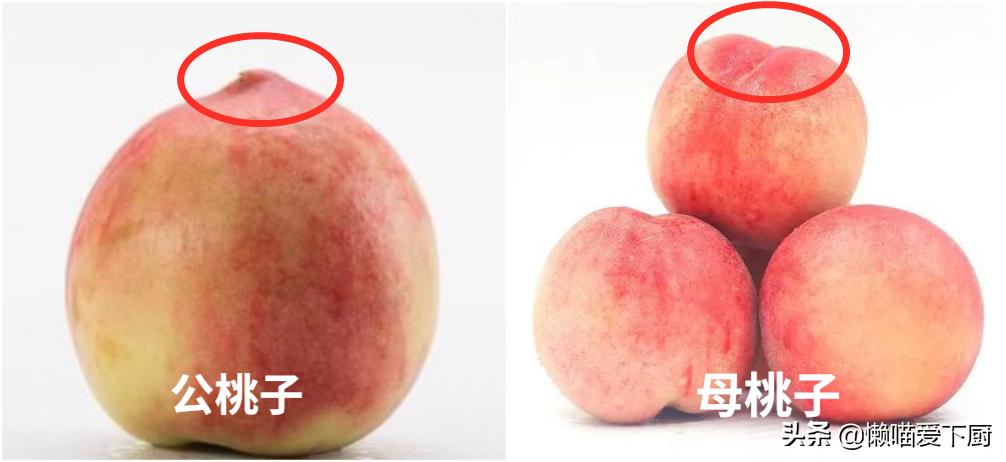 咋区分公桃子和母桃子,买公桃子还是母桃子