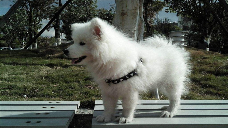 狗狗有哪三个信号说明已经怀孕了,怎么判断狗狗刚怀孕的症状