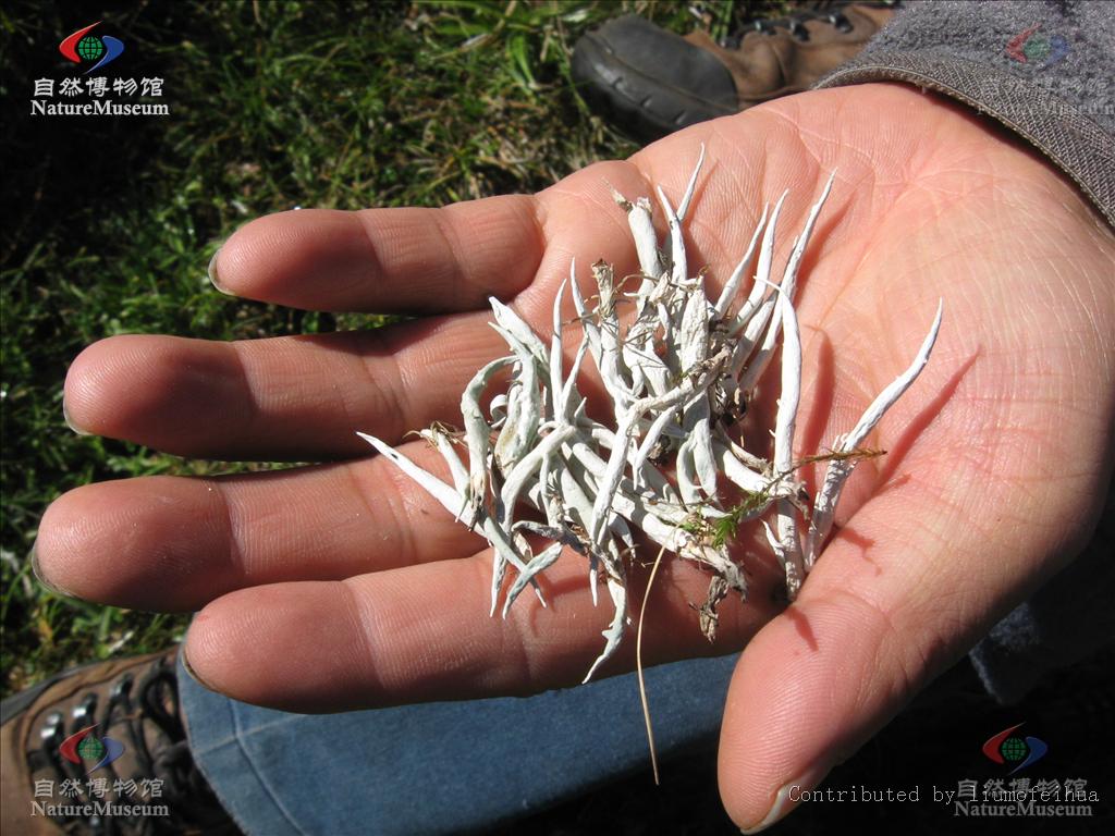雪茶，见过吗？能清热解渴，醒脑安神