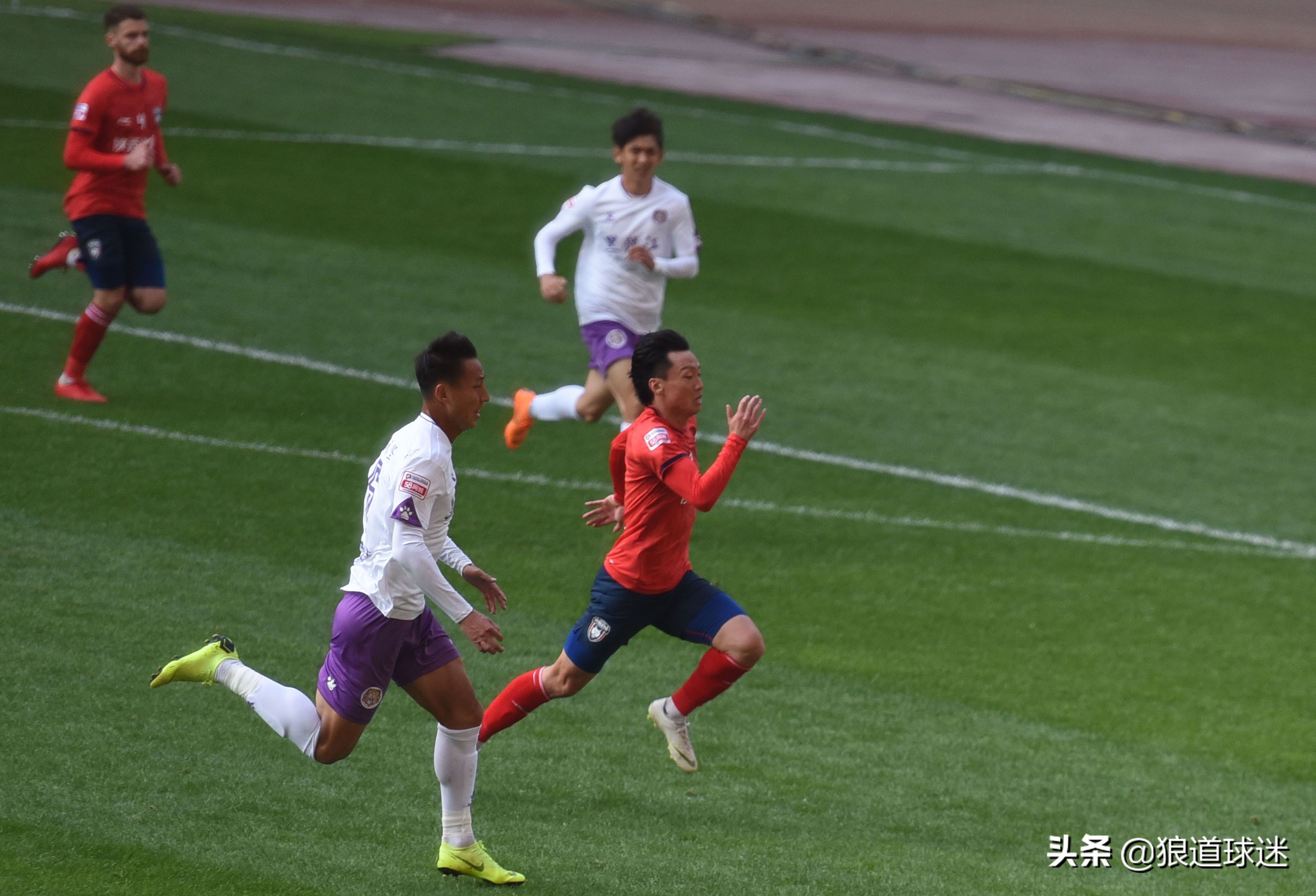 西北狼杨贺,与狼基因最相似的狗