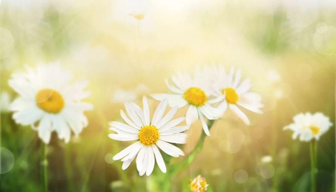 30个易错成语你用对了多少,50个容易读错的成语你读对了吗