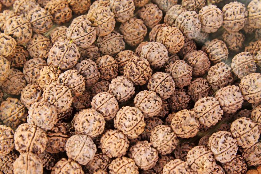 常见的有辐射的手串,紫金砂手串有辐射吗