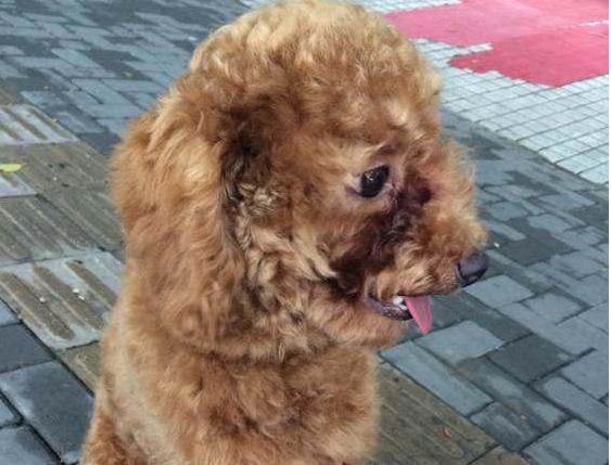 泰迪泪痕毛要剪掉吗,幼犬泰迪泪痕臭臭的