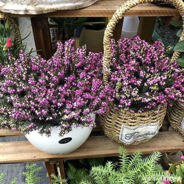 适合懒人养的旺财室内花,家里养这几款花卉太好养