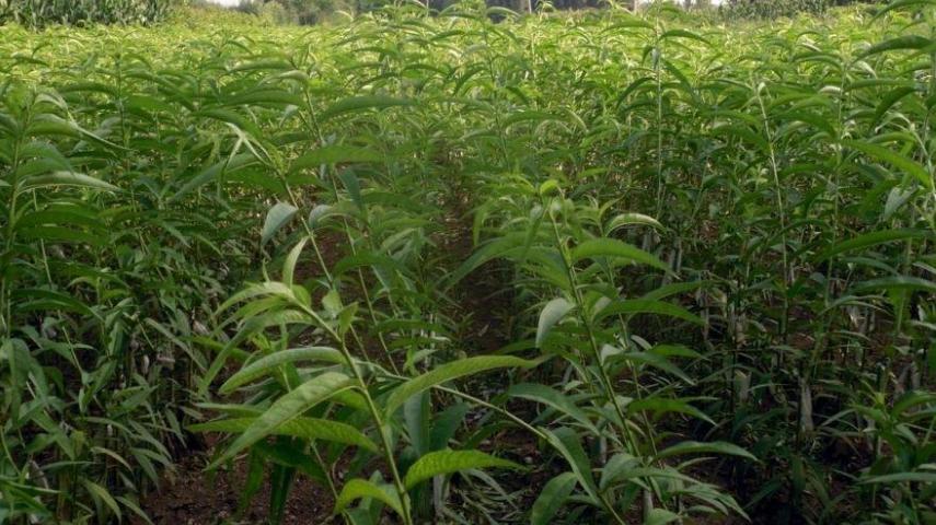 黄桃种植方法全过程,黄桃嫁接用什么砧木最好