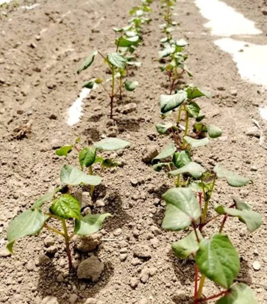 对棉花有种特殊的感情,棉花情感故事