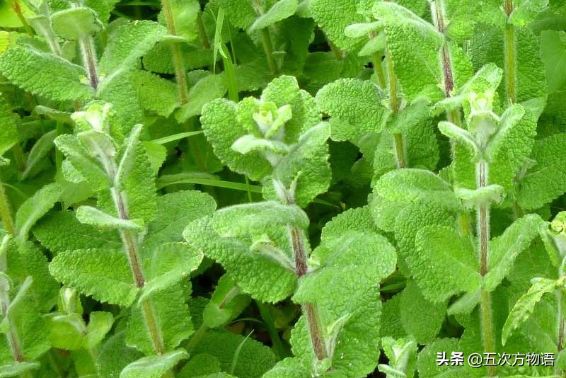 10种口味薄荷糖,十种薄荷