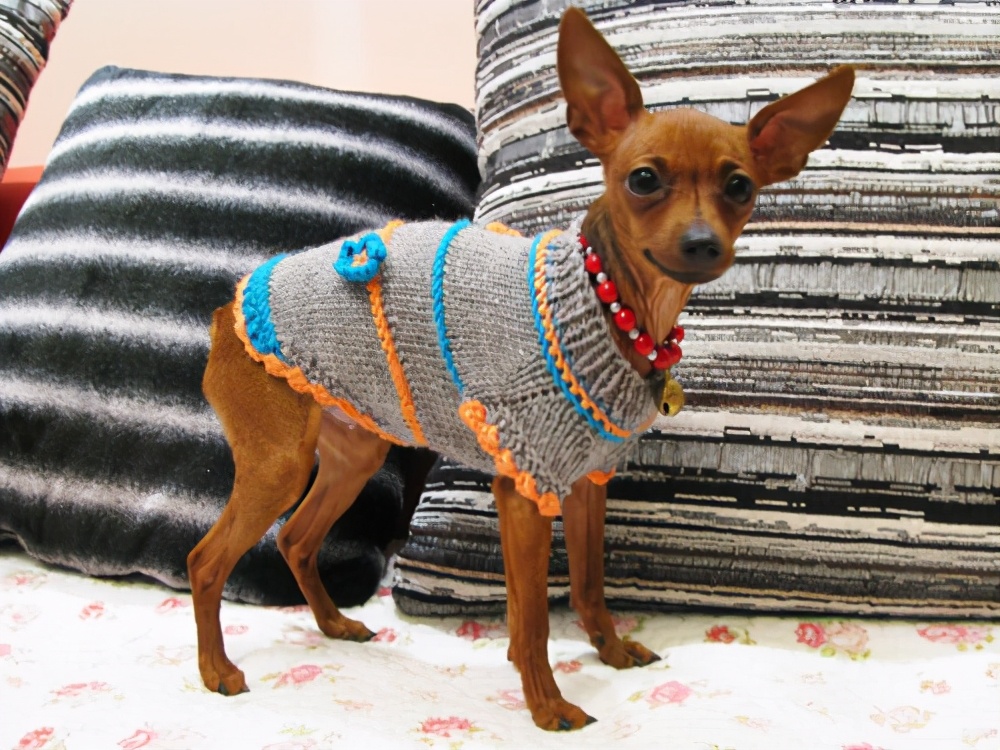 小鹿犬的训练方法,如何训练6个月的小鹿犬