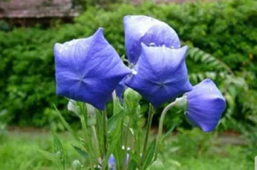 铃儿响叮当双音和弦五线谱,铃儿响叮当三级长笛