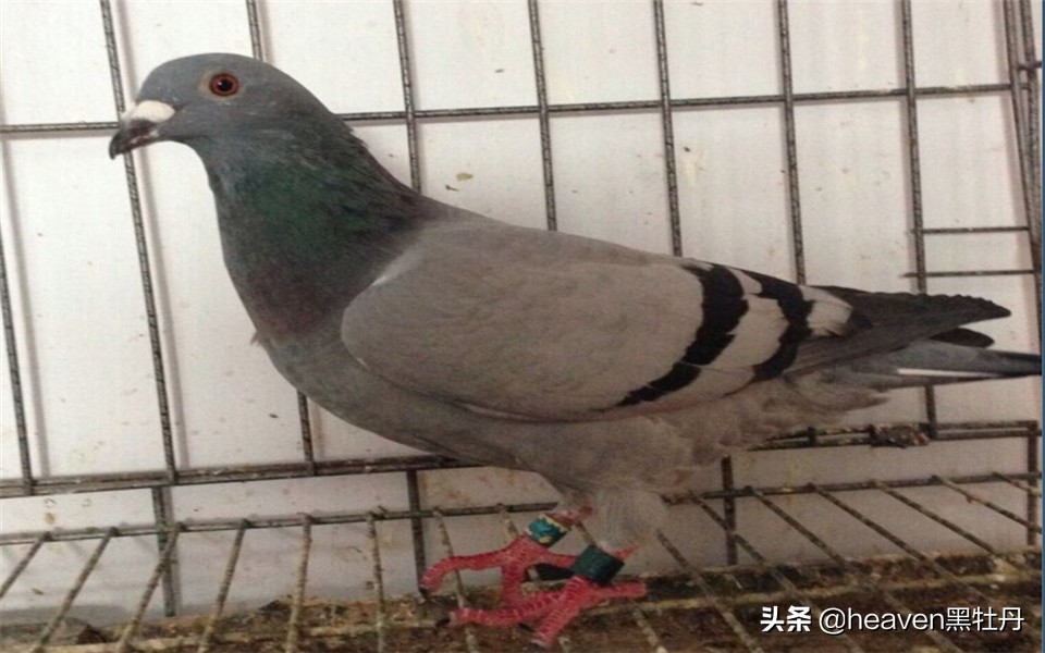 治疗赛鸽腺病毒的步骤，基本方式定时更新，原来是细节决定成败