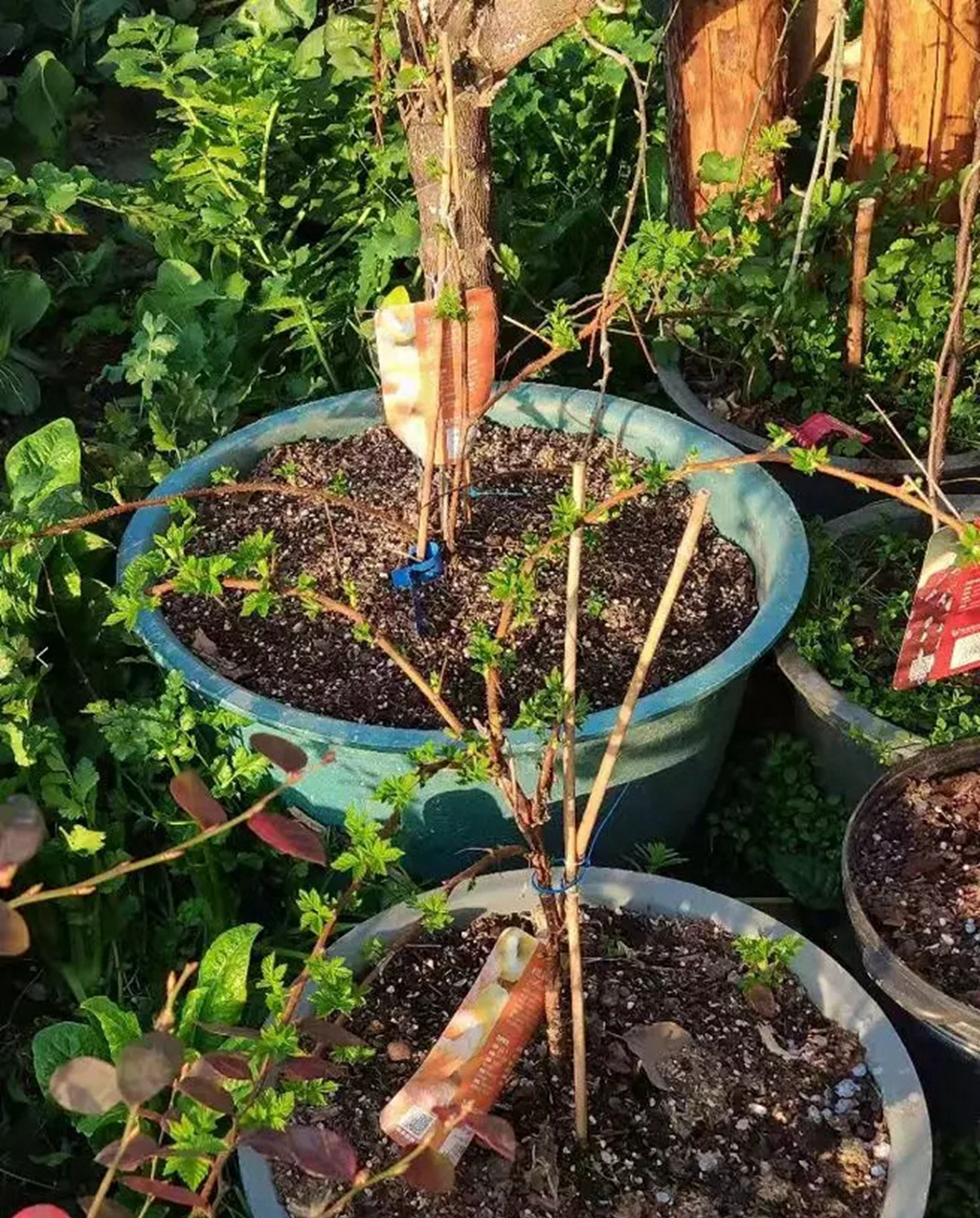 双季树莓和四季树莓,北方双季树莓