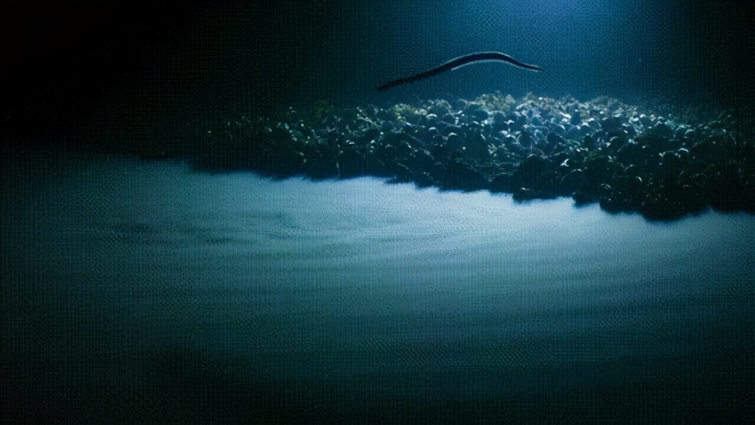 夏日补品,补品鳗鱼